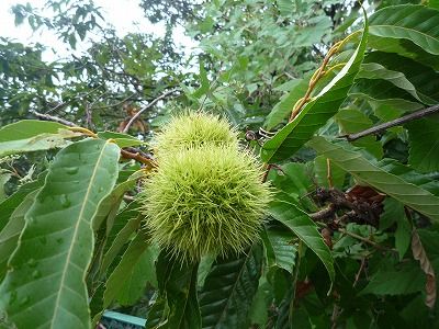 食べ頃は何時になるかな : 風のワルツのblog