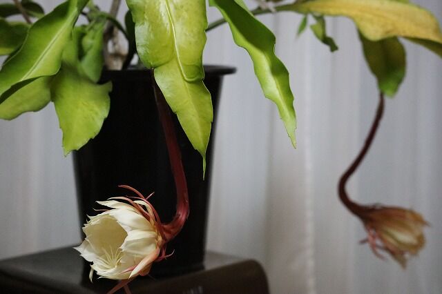 我が家の月下美人 風のワルツのblog