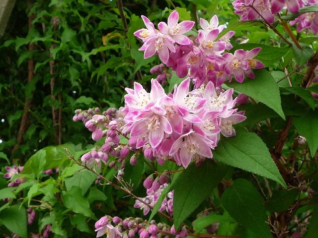 もう初夏です。 空木や黒蝋梅の花など : 風のワルツのblog