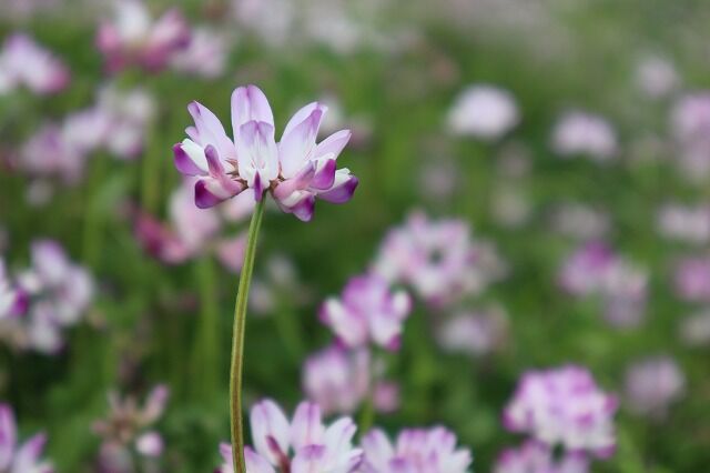 れんげ草畑へ 風のワルツのblog れんげ草畑へ 風のワルツのblog