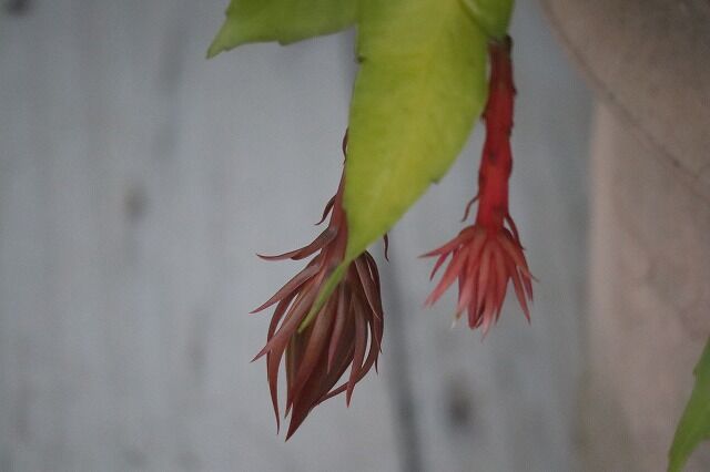 我が家の月下美人 風のワルツのblog