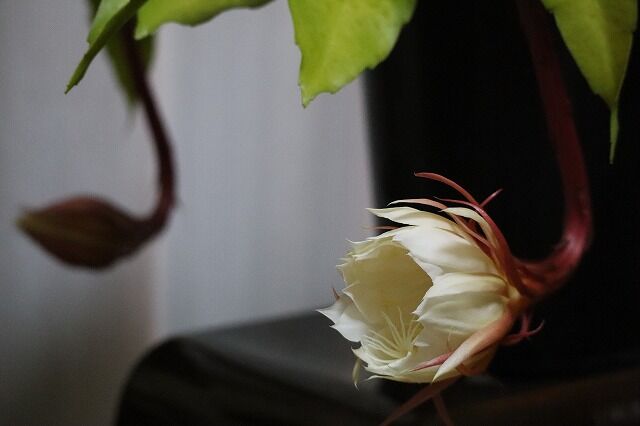 我が家の月下美人 風のワルツのblog