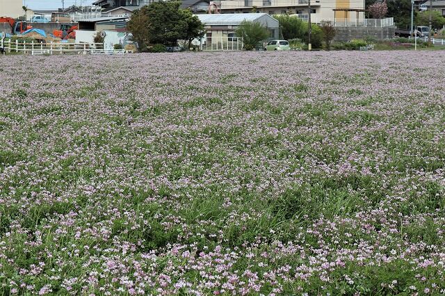 れんげ草畑へ 風のワルツのblog れんげ草畑へ 風のワルツのblog