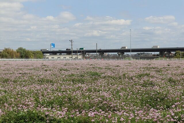 れんげ草畑へ 風のワルツのblog れんげ草畑へ 風のワルツのblog