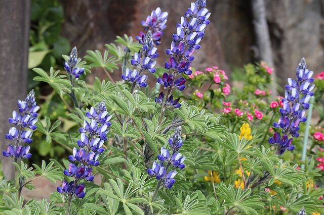 れんげ草畑へ 風のワルツのblog れんげ草畑へ 風のワルツのblog