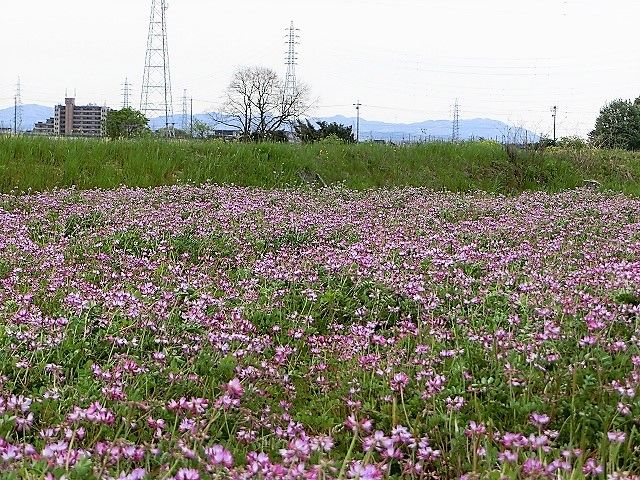 れんげ草 舟木一夫さん 2曲 風のワルツのblog