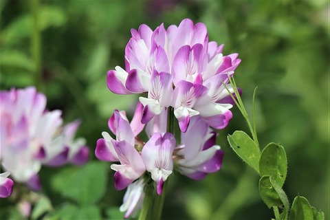 れんげ草畑へ 風のワルツのblog れんげ草畑へ 風のワルツのblog