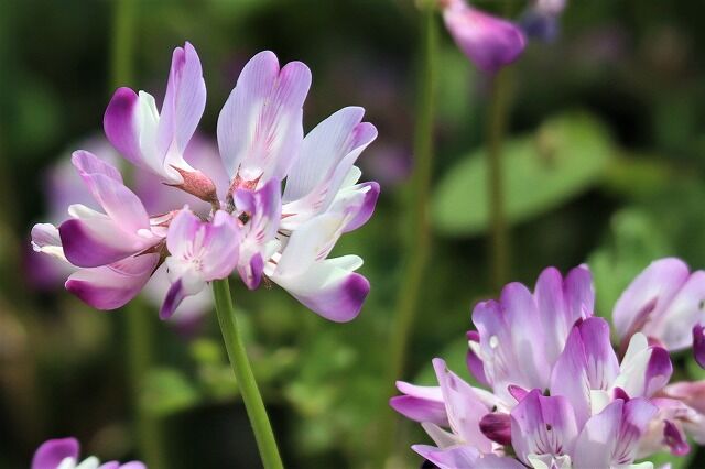 れんげ草畑へ 風のワルツのblog れんげ草畑へ 風のワルツのblog