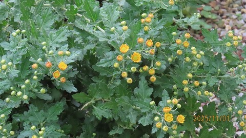 IMG_5736 - コピー