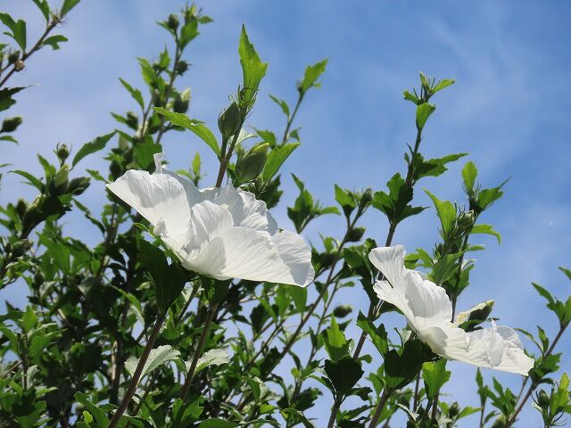 ♦︎ 舟木一夫 特別公演 おとぼけ侍奮闘記 花の風来坊 DVD 舟木一夫特別公演花の風来坊DVD