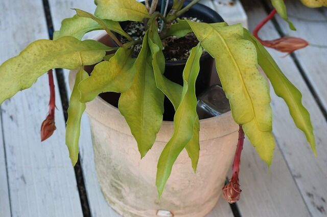 我が家の月下美人 風のワルツのblog