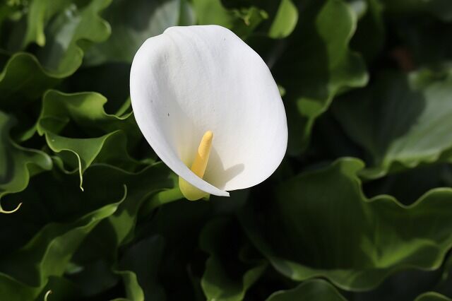 れんげ草畑へ 風のワルツのblog れんげ草畑へ 風のワルツのblog