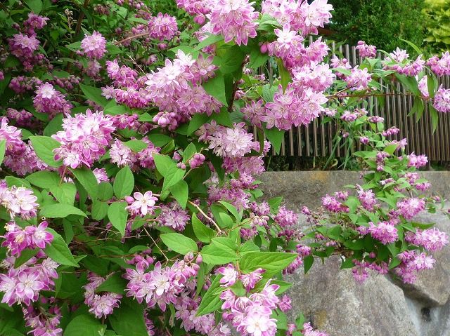 もう初夏です。 空木や黒蝋梅の花など : 風のワルツのblog