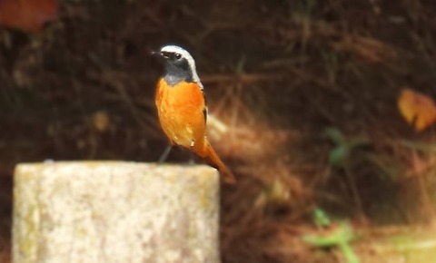 ジョウビタキ１１月１日