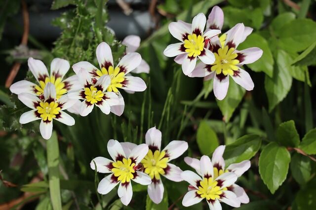 れんげ草畑へ 風のワルツのblog れんげ草畑へ 風のワルツのblog