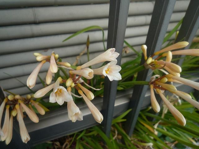 新たにで出会った花キルタンサス 風のワルツのblog