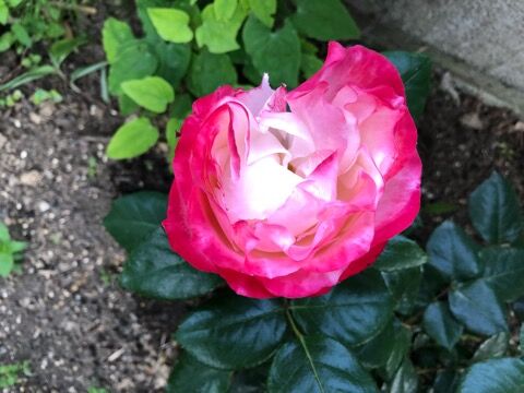 バラ ノスタルジー 風さんの小径