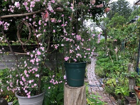 バラ 夢乙女 舞姫 風さんの小径