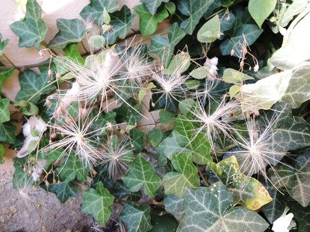 ケサランパサランの正体 とんぼ玉おじさんの日記