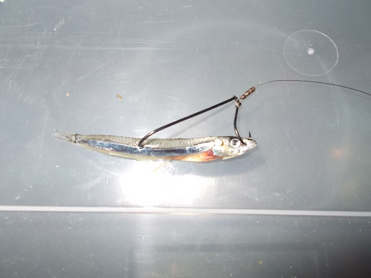 カマス エサ釣り 午後釣り 焼津新港 13 12 25 海釣りひとり研究会 Fishing For Oneself