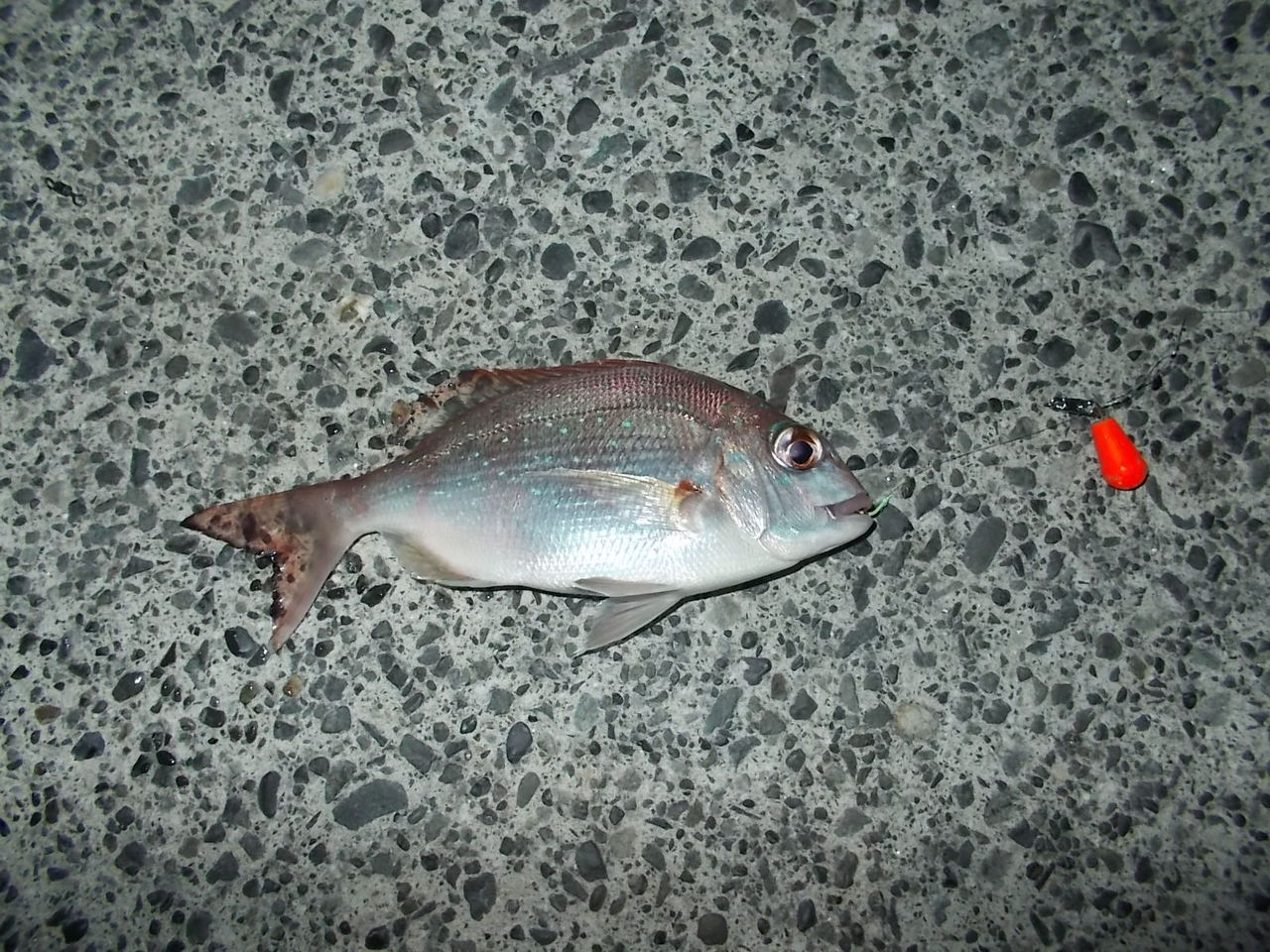 マダイ エサ釣り 夜釣り 焼津新港 14 01 23 海釣りひとり研究会 Fishing For Oneself マダイ エサ釣り 夜釣り 焼津新港 14 01 23 海釣りひとり研究会 Fishing For Oneself