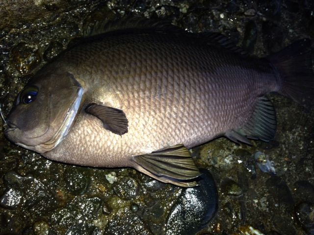 黒鯛 ヘチ釣り 横浜沖堤 冬の沖堤 横浜ヘチ釣り日記 Second Season 黒鯛 ヘチ釣り 横浜沖堤 冬の沖堤 横浜ヘチ釣り日記 Second Season