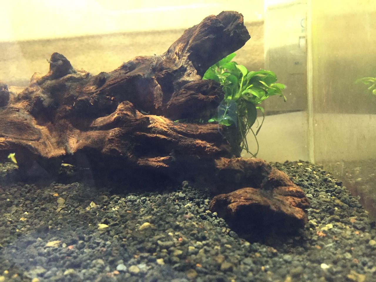 黒ひげゴケ 退治の方法 成長株 仮想通貨投資をしようと思う