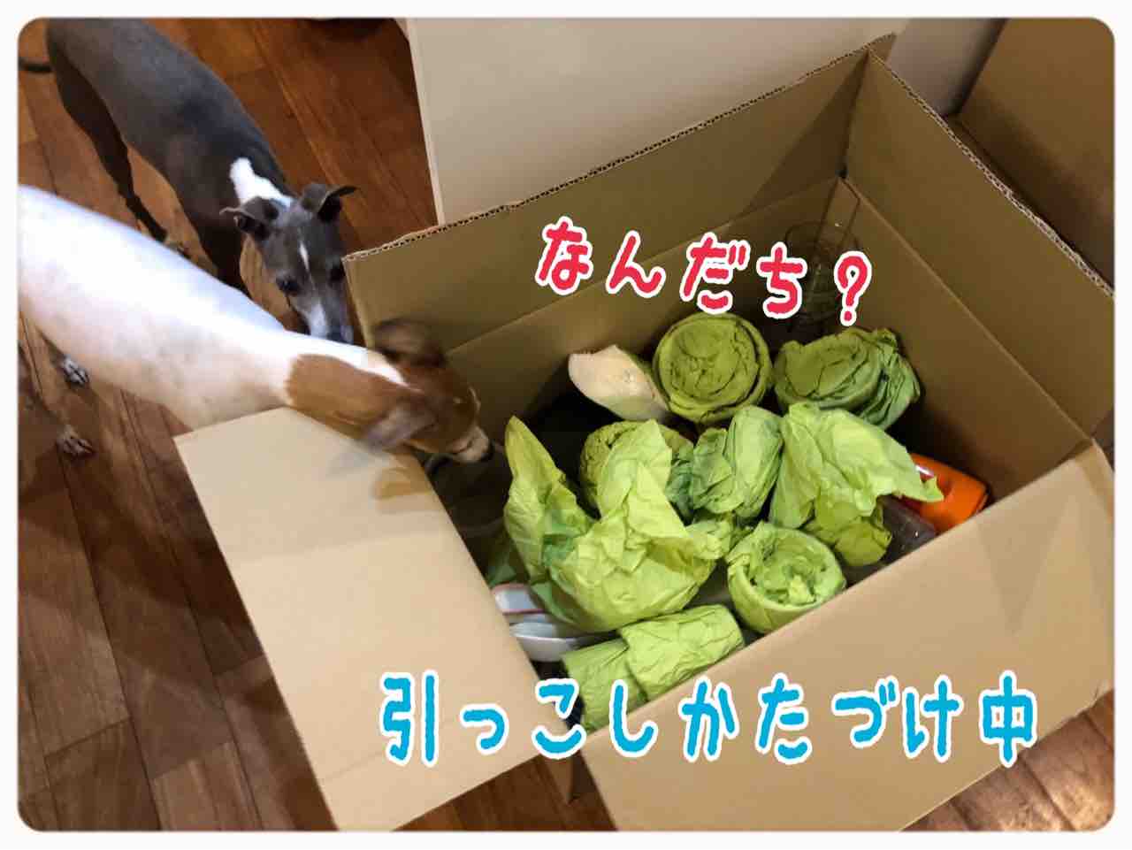 引っ越しのお片付けはなかなか終わらないだちー イタグレ るち男とふぁび男のぽんにゃりらいふ 引っ越しのお片付けはなかなか終わらないだちー イタグレ るち男とふぁび男のぽんにゃりらいふ
