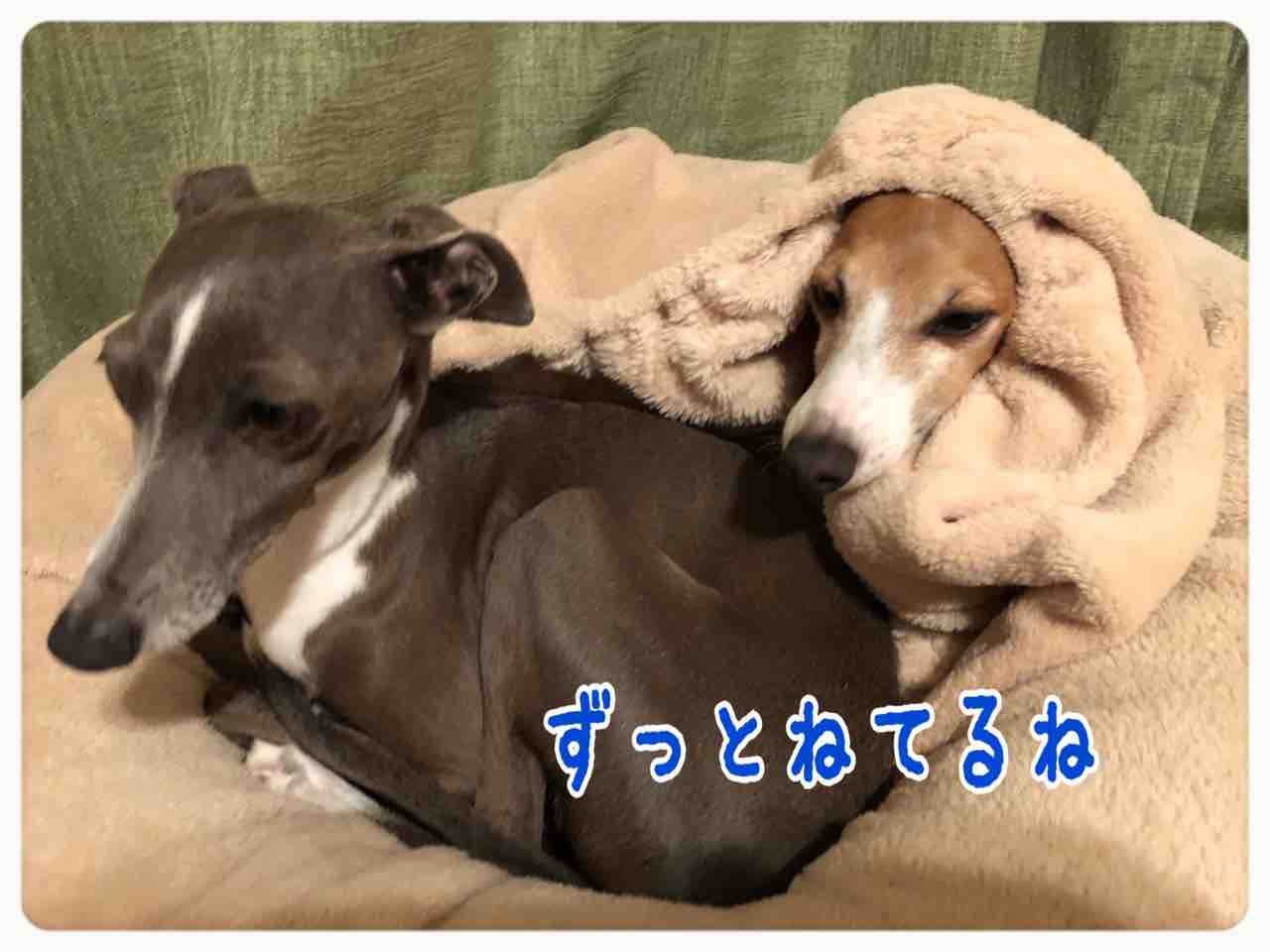 イタグレ るち男とふぁび男のぽんにゃりらいふ