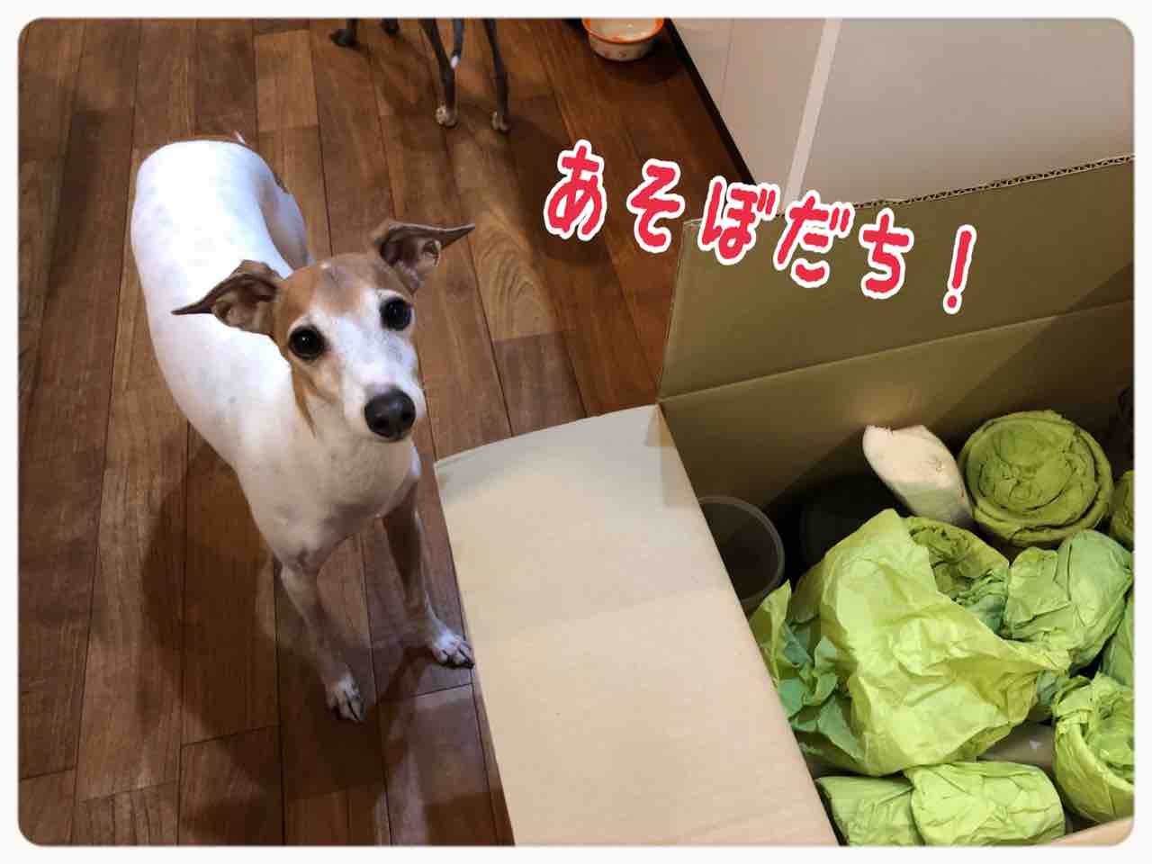引っ越しのお片付けはなかなか終わらないだちー イタグレ るち男とふぁび男のぽんにゃりらいふ 引っ越しのお片付けはなかなか終わらないだちー イタグレ るち男とふぁび男のぽんにゃりらいふ