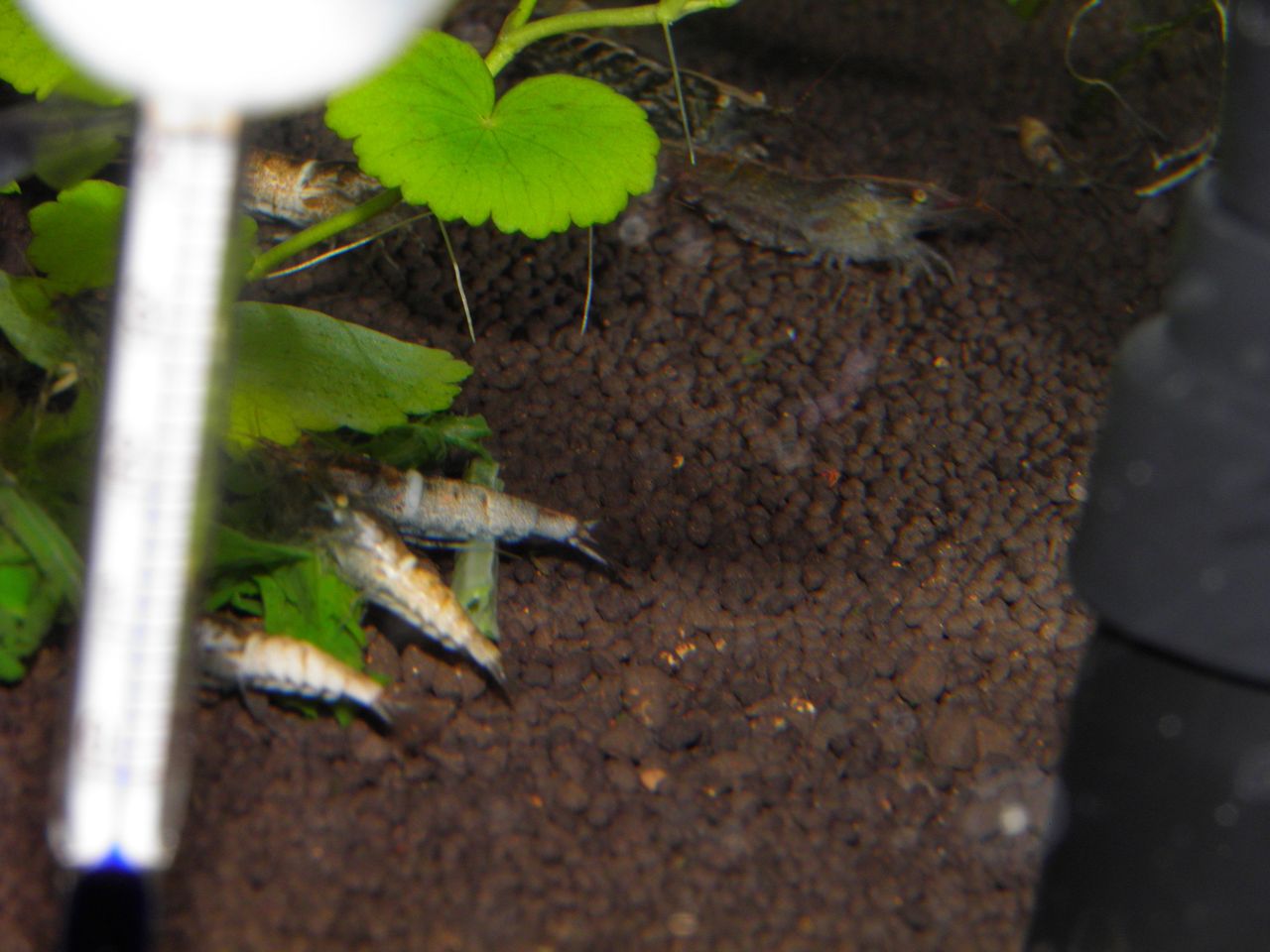 不思議な白いミナミヌマエビ ダルマ メダカの卵 孵化日記