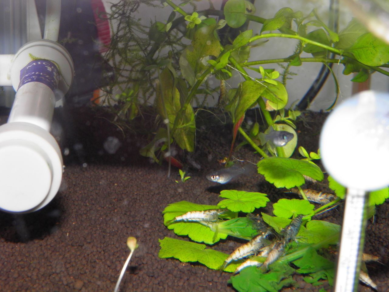 不思議な白いミナミヌマエビ ダルマ メダカの卵 孵化日記