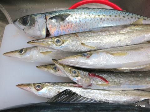 本カマス アカカマス 釣り 片瀬江ノ島 渚丸 ご機嫌なひととき