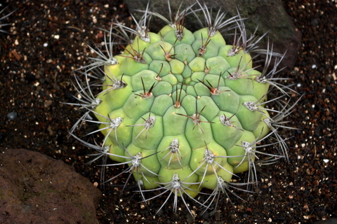 シャボテン公園 サボテン編 ご機嫌なひととき
