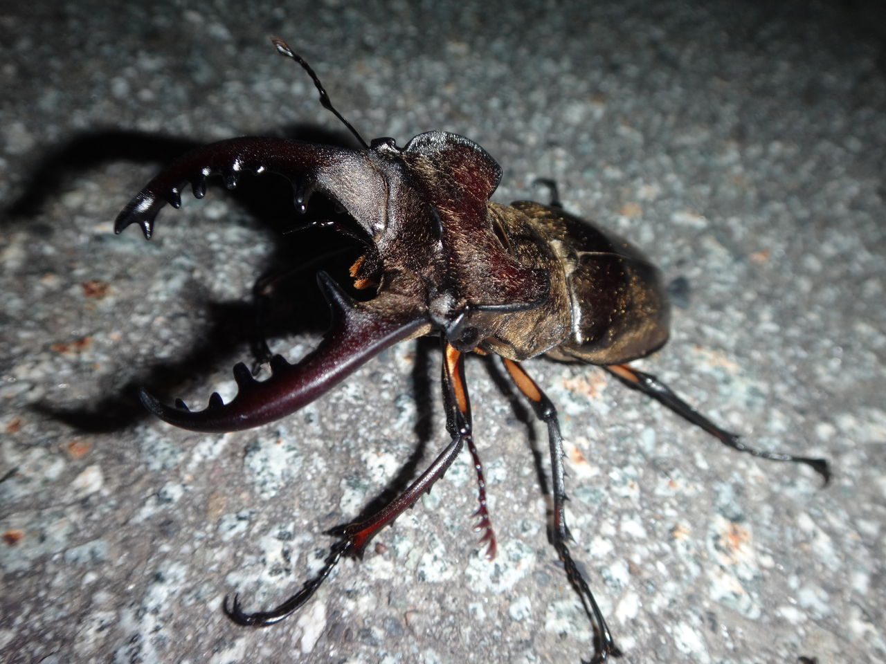 奥多摩周辺ミヤマクワガタ採集 まんまるblogの食べて遊んでパワーアップ