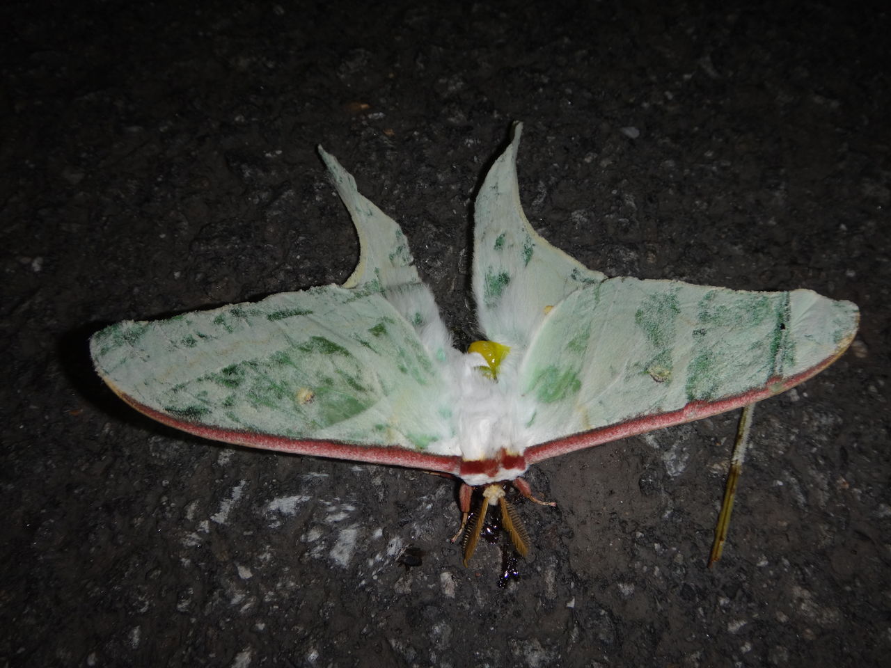 山採りコハウチワ&ヤマモミジ1 H210cm W70cm 株)カワカミ | 新ダイワ【公式】