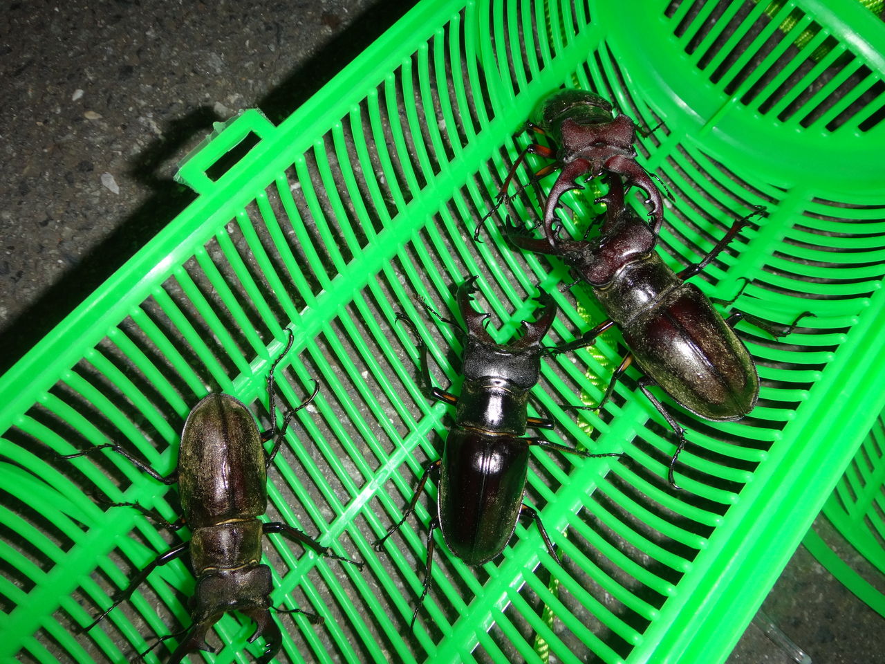 山採りコハウチワ&ヤマモミジ1 H210cm W70cm バイオレ GT・L211085（アルパイン） LOWAローバー公式サイト