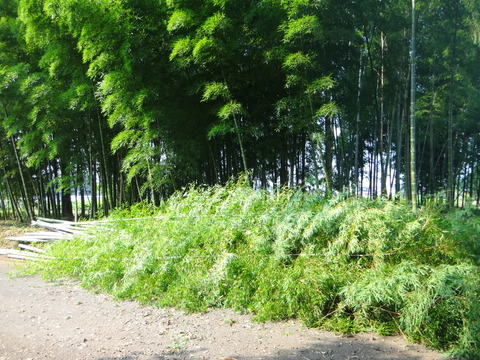 DSC07379