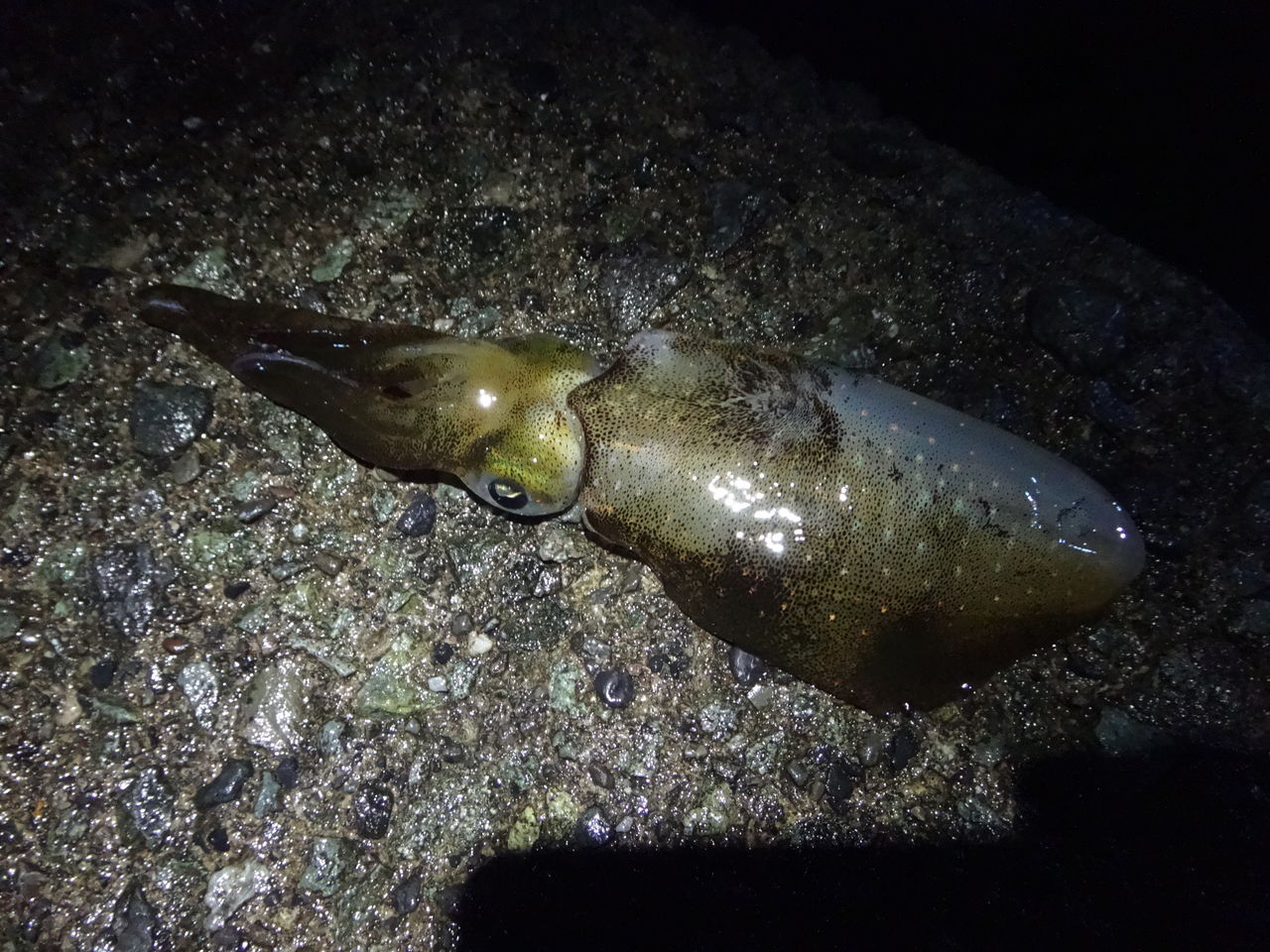 伊豆半島 アオリイカ釣り まんまるblogの食べて遊んでパワーアップ