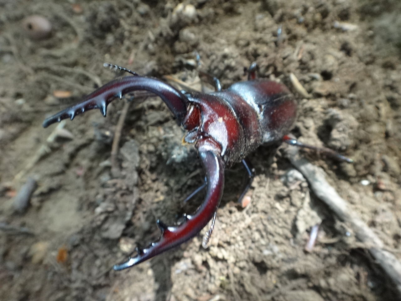 狭山市 クワガタ採集 まんまるblogの食べて遊んでパワーアップ