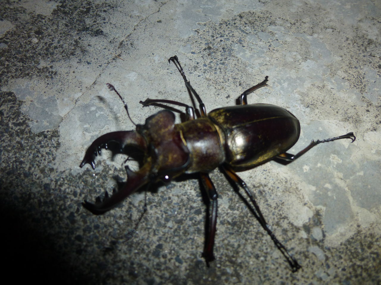 丹波山村 クワガタ摂り まんまるblogの食べて遊んでパワーアップ