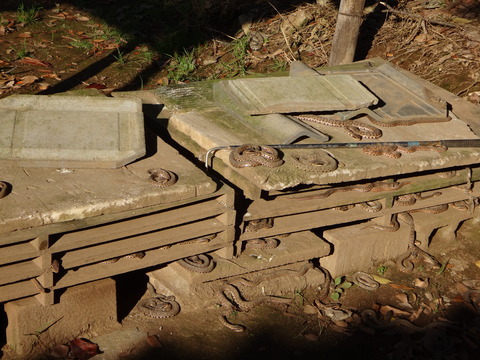 DSC09418