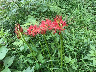 IMG_3710