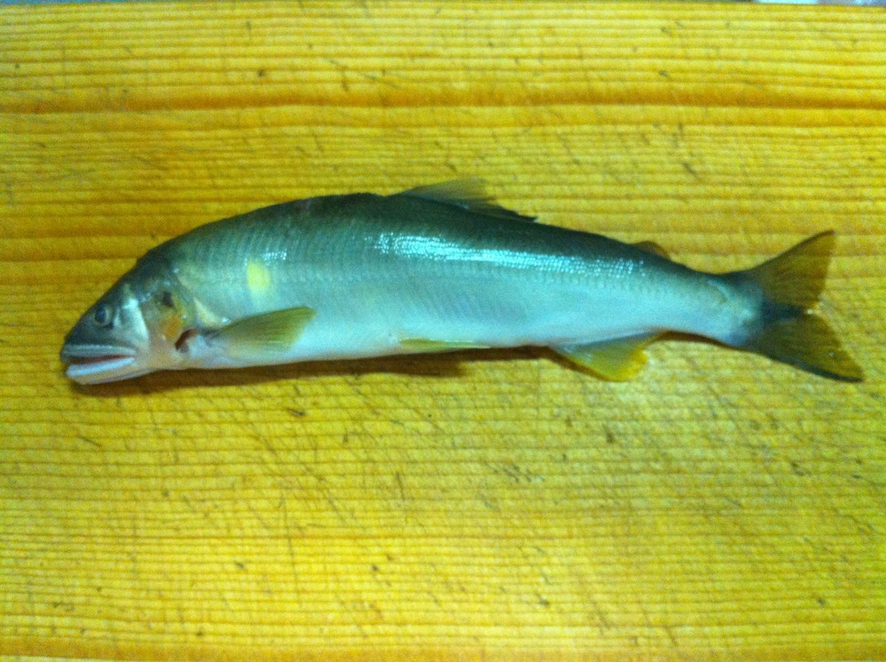 これは美味しい 鮎の開きの作り方 レシピ てっちゃんの釣り日記