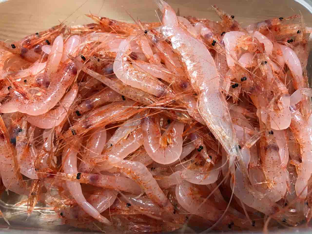 生シラスが生桜エビに てっちゃんの釣り日記
