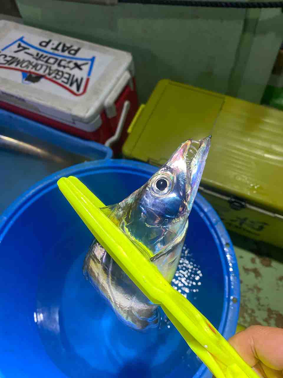 太刀釣り釣果 8月26日 朝練 てっちゃんの釣り日記 太刀釣り釣果 8月26日 朝練 てっちゃんの釣り日記