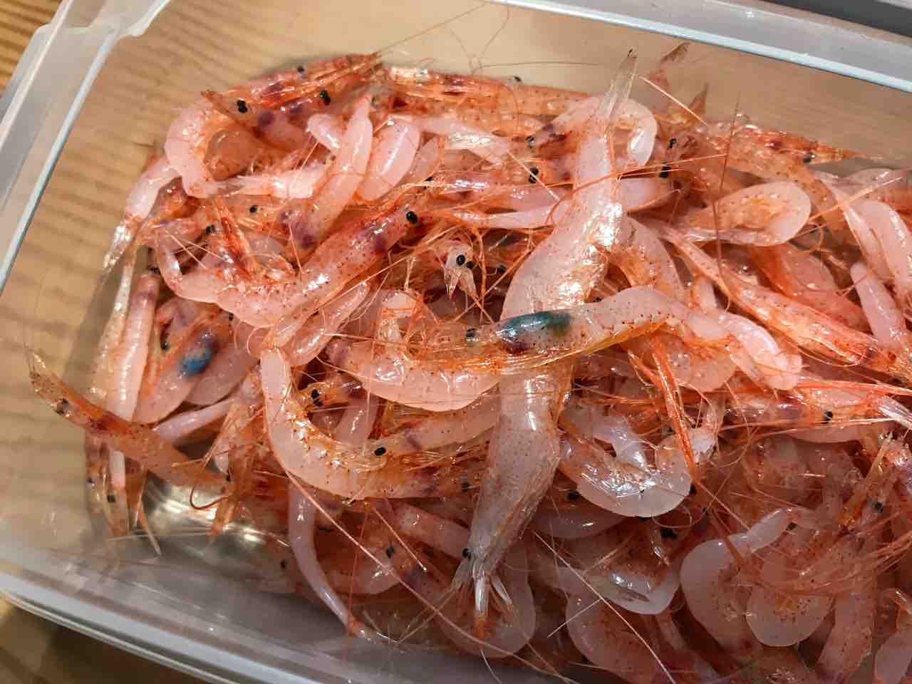 生シラスが生桜エビに てっちゃんの釣り日記