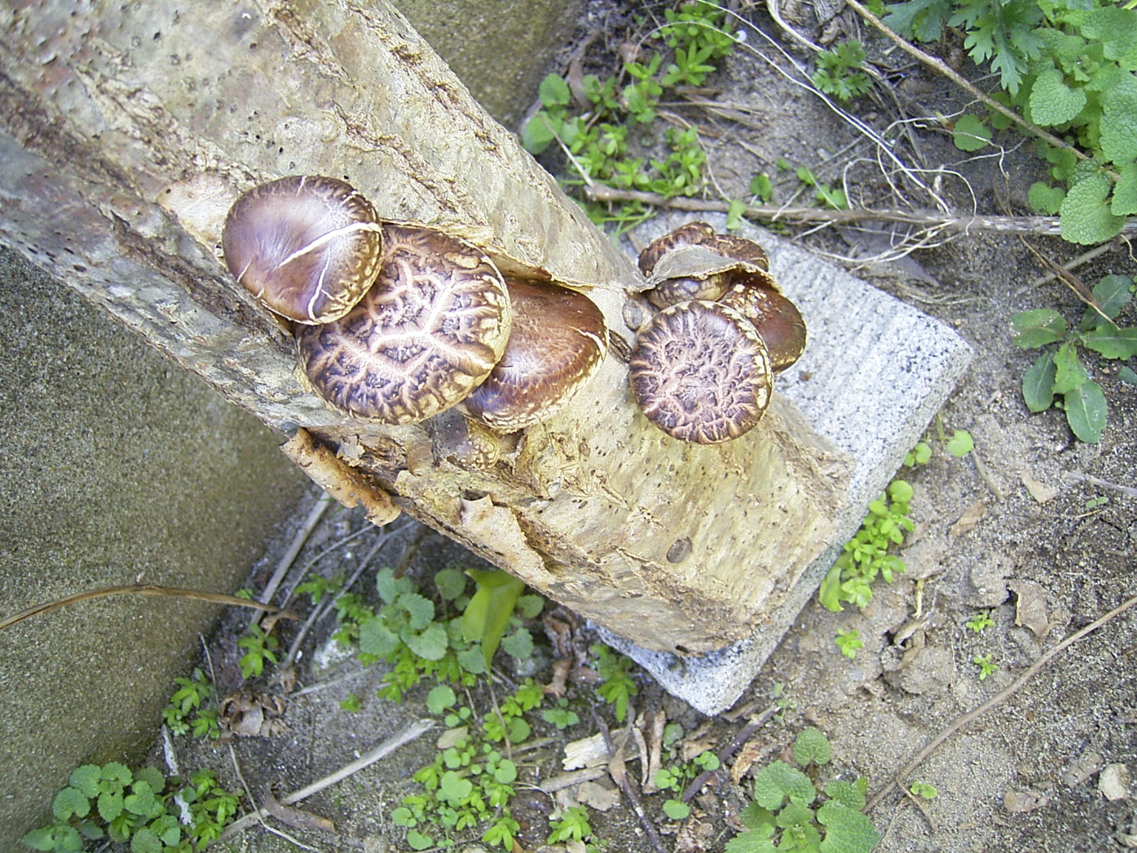 椎茸栽培 日常生活