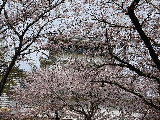 小倉城の花見 和壱のカメラ日記