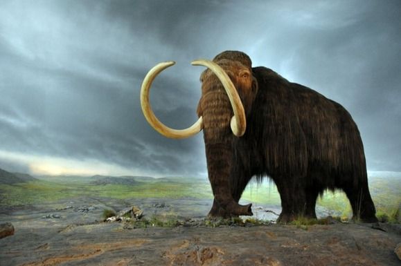 絶滅したマンモスと現代に生きるゾウの違いは いつか使える無駄ァッ 知識